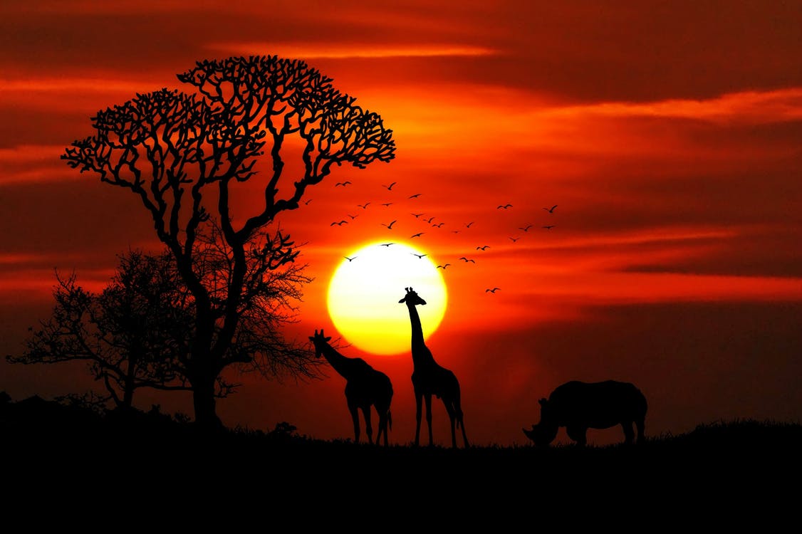 safari afrika